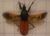 Peirates hybridus